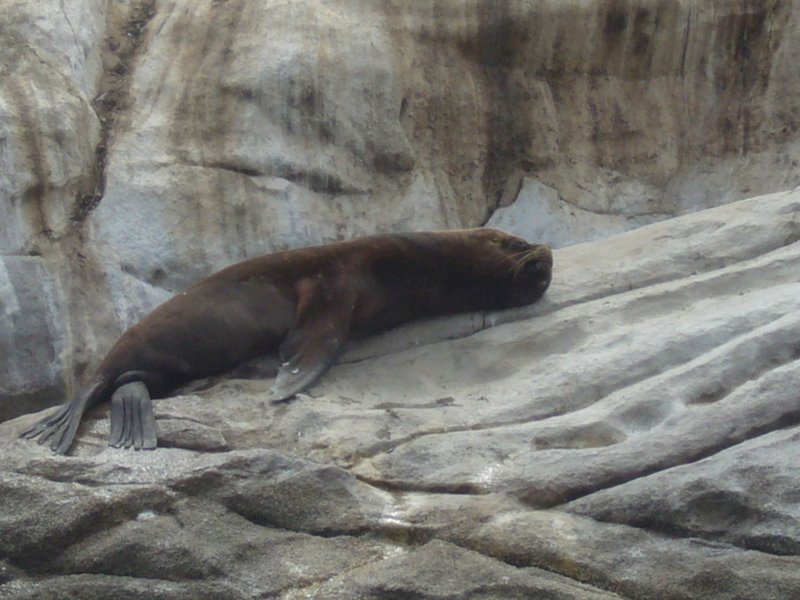 Sea lion colony